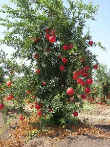 עץ רימון - שבבי עץ