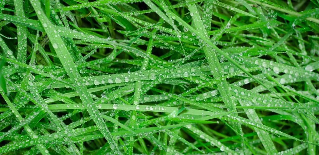 green-996630_1280